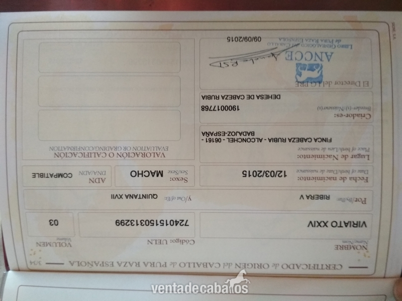 Vendo potro PRE - Caballos Pura Raza Española (P.R.E.) PRE