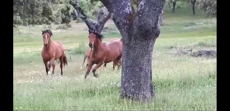 Venta de Potros Hispano Árabes in 