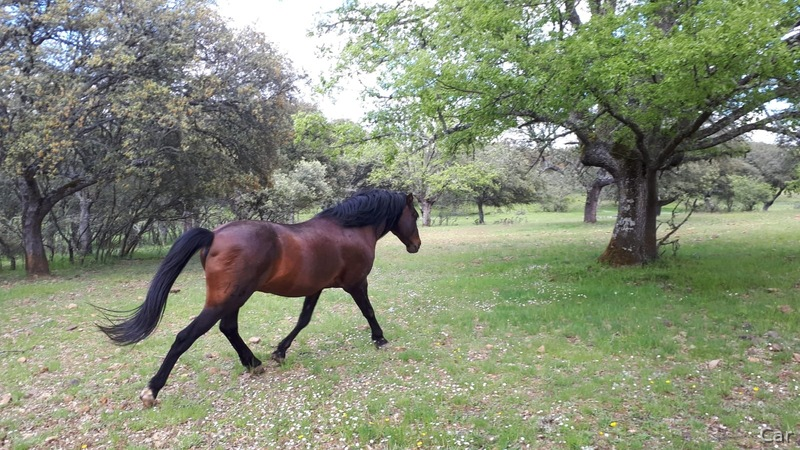 Hispano-Arabe {TYPE}