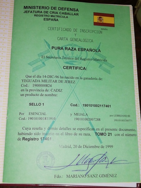 Caballo Hispano Árabe Hispano-Arabe - Venta de Potros Hispano Árabes