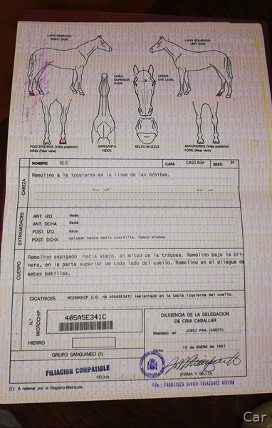 Venta de Potros Hispano Árabes - Caballo Hispano Árabe Hispano-Arabe