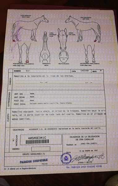 Venta de Potros Hispano Árabes - Caballo Hispano Árabe Hispano-Arabe