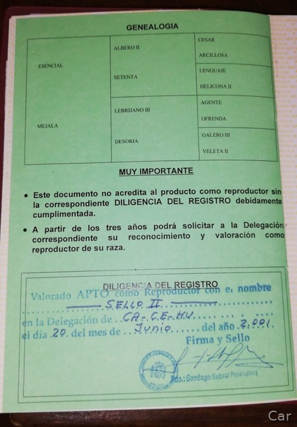 Venta de Potros Hispano Árabes - Hispano-Arabe
