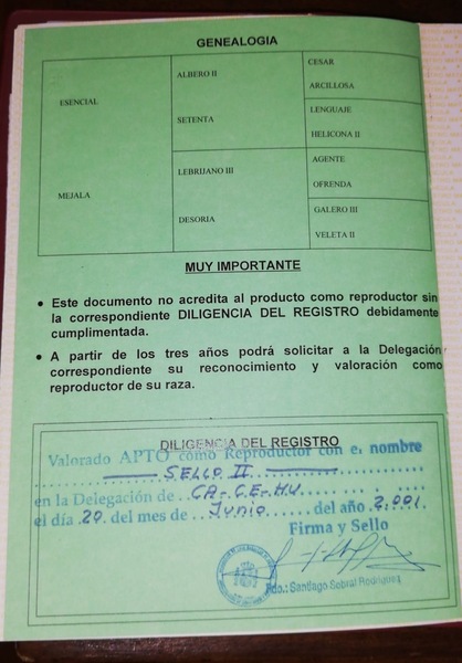 Venta de Potros Hispano Árabes - Hispano-Arabe