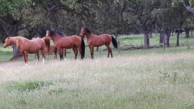 Venta de Potros Hispano Árabes - Caballo Hispano Árabe