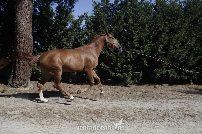 Caballo alazan hispano arabe in 