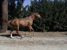 Caballo alazan hispano arabe