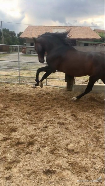 pre castaño san jorge - Caballos Pura Raza Española (P.R.E.)