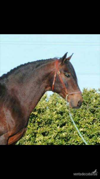 Caballo lusitano puro  in 