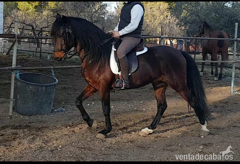 Lusitano