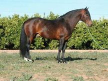 Caballo lusitano puro