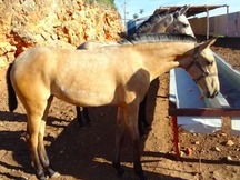 YEGUAS HISPANO LUSITANAS