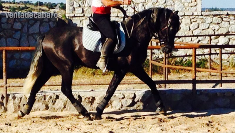 Caballos Pura Raza Española (P.R.E.) Pura Raza Española - PRE EN VENTA