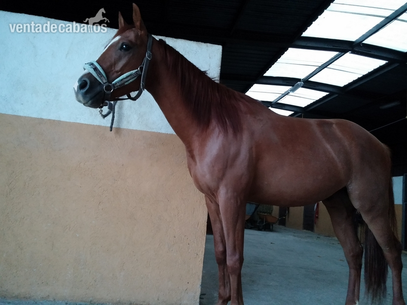 Caballo alazan careto in 
