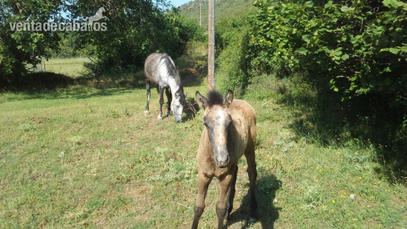 Andaluz