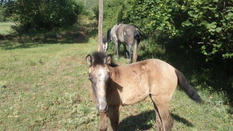 VENDO YEGUA Y POTRA - Caballo Hispano Árabe Andaluz