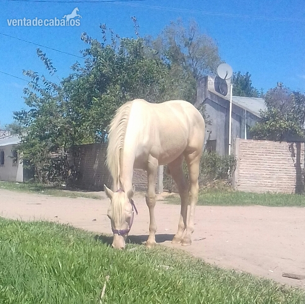 Vendo mestizo cuarto de milla cremello albino de un año y medio in 