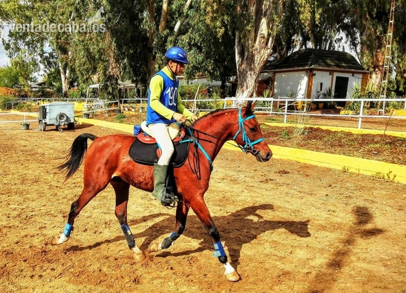  Caballos árabes (PRá) Y Angloárabes clasificados en 40, 60, 80, 80*, CEI* y CEI**
