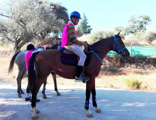 Caballos árabes (PRá) Y Angloárabes clasificados en 40, 60, 80, 80*, CEI* y CEI** - Caballos Árabes in 