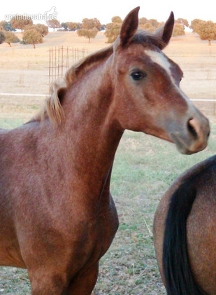 Caballos árabes (PRá) Y Angloárabes clasificados en 40, 60, 80, 80*, CEI* y CEI** - Caballos Árabes