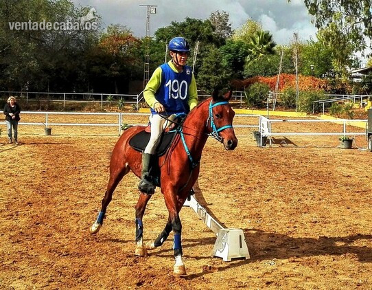 Caballos árabes (PRá) Y Angloárabes clasificados en 40, 60, 80, 80*, CEI* y CEI** 