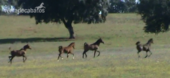 Caballos Árabes - Caballos árabes (PRá) Y Angloárabes clasificados en 40, 60, 80, 80*, CEI* y CEI** in 