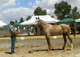 Caballos Árabes - Caballos árabes (PRá) Y Angloárabes clasificados en 40, 60, 80, 80*, CEI* y CEI**