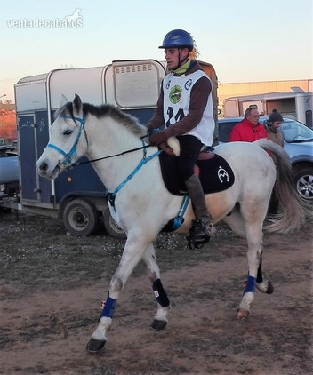 Caballos Árabes Arabe - Caballos árabes (PRá) Y Angloárabes clasificados en 40, 60, 80, 80*, CEI* y CEI**