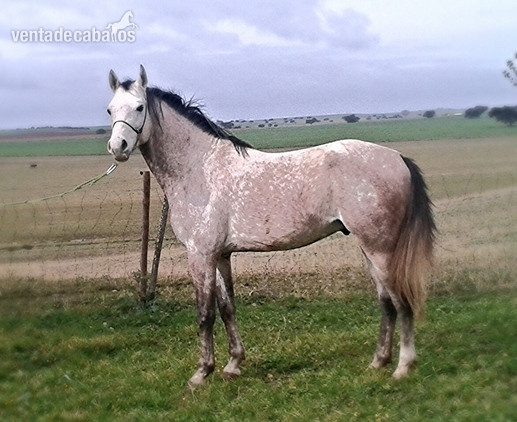 Caballos árabes (PRá) Y Angloárabes clasificados en 40, 60, 80, 80*, CEI* y CEI** - Caballos Árabes Arabe
