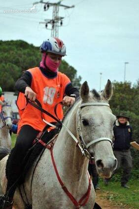 Caballos árabes (PRá) Y Angloárabes clasificados en 40, 60, 80, 80*, CEI* y CEI** - Arabe