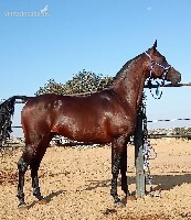 Caballos árabes (PRá) Y Angloárabes clasificados en 40, 60, 80, 80*, CEI* y CEI** - Caballos Árabes