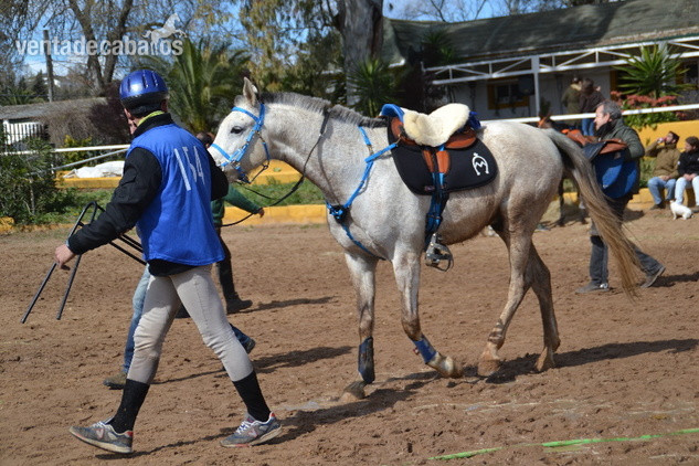 Caballos árabes (PRá) Y Angloárabes clasificados en 40, 60, 80, 80*, CEI* y CEI** in 