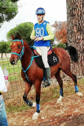 Caballos árabes (PRá) Y Angloárabes clasificados en 40, 60, 80, 80*, CEI* y CEI**