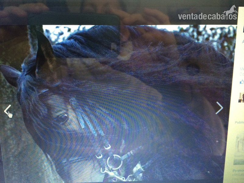 VENDO CABALLO PRE APTO COMO REPRODUCTOR 13 AÑOS in 
