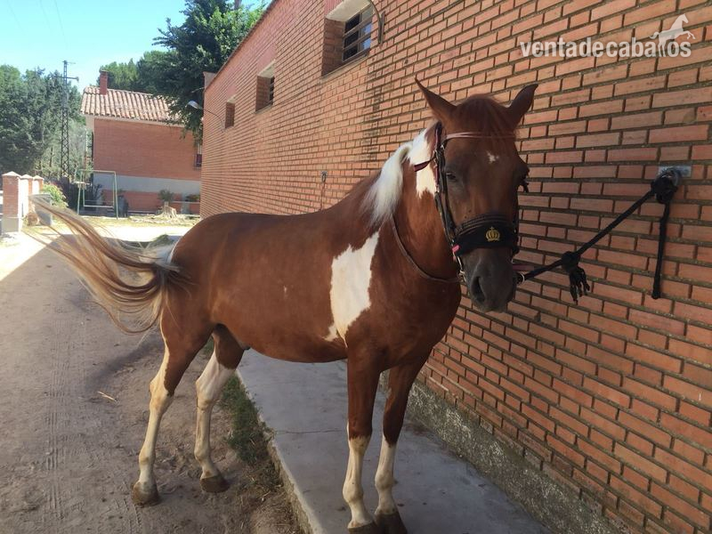 CABALLO PÍO 7 años  in 
