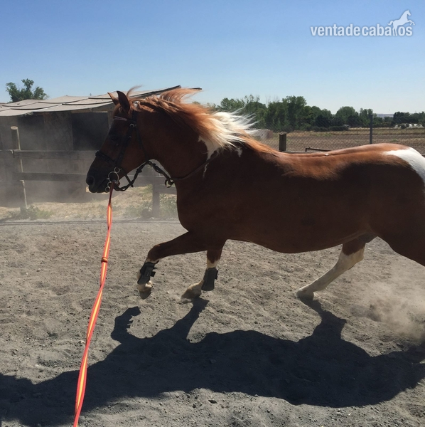 Caballos Capados Espanol - CABALLO PÍO 7 años 