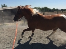 CABALLO PÍO 7 años