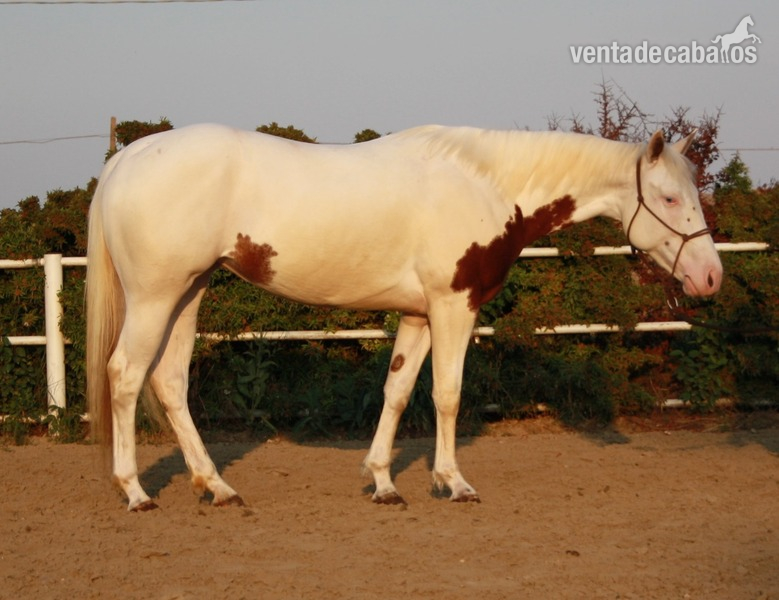 Paint horse mare located in ITALY in 