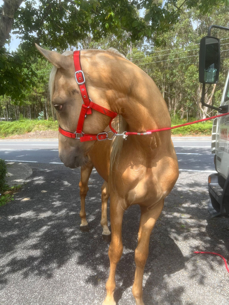 Potro CAPA PALOMINO in 