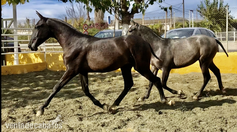 Potros de 1 año de calidad in 