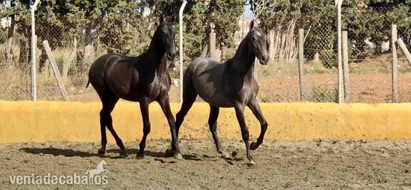 Potros Pre - Potros de 1 año de calidad