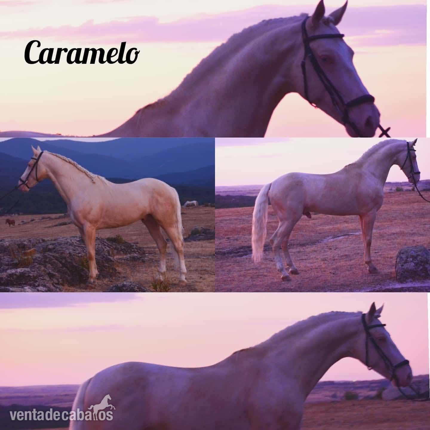 CABALLO LUSITANO CREMELLO in 