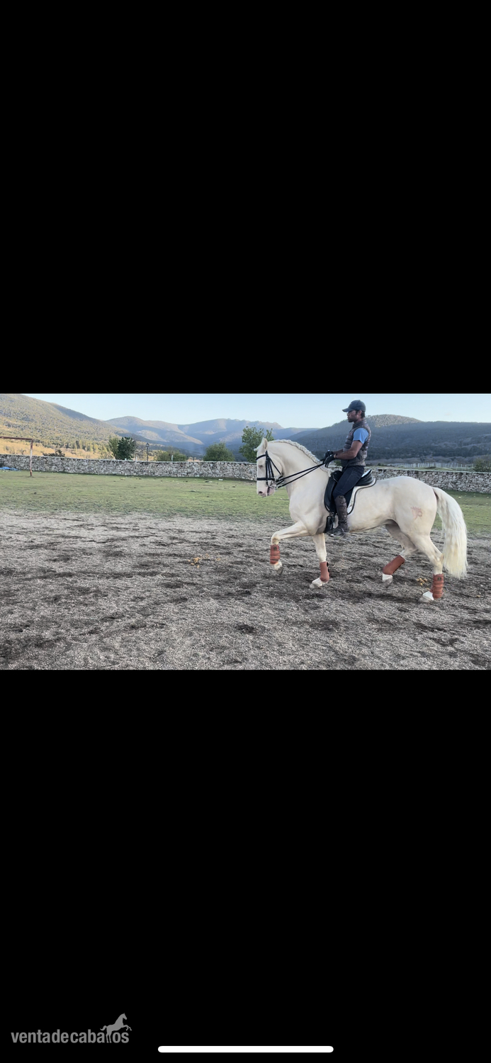 Lusitano