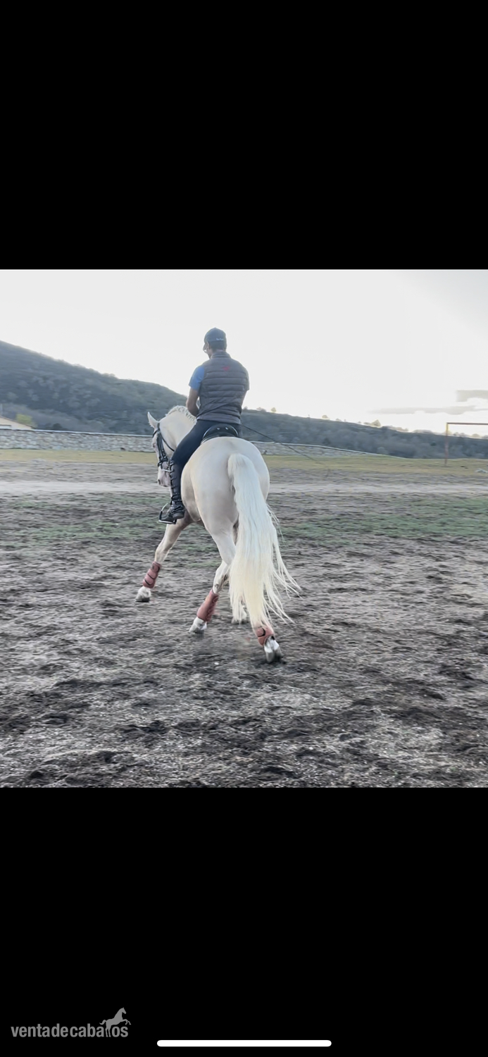 Lusitano {TYPE}