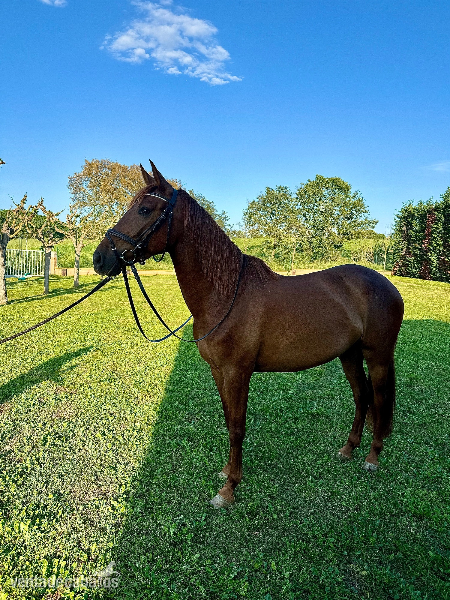 Caballos Pura Raza Española (P.R.E.) EMPTY - Vendo yegua PRE