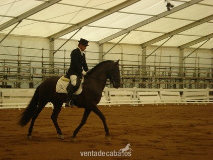 VENDO CABALLO PRE  in 