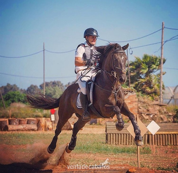 Caballo P.R.E en venta in 