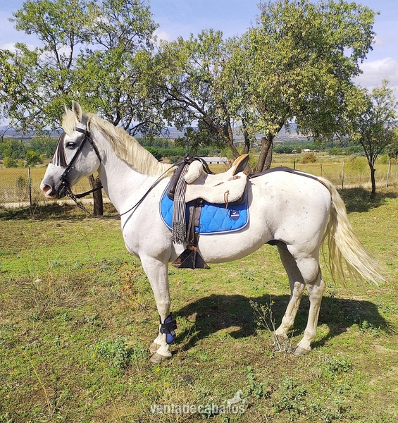 CABALLO PARA NIÑOS in 