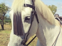 CABALLO PARA NIÑOS