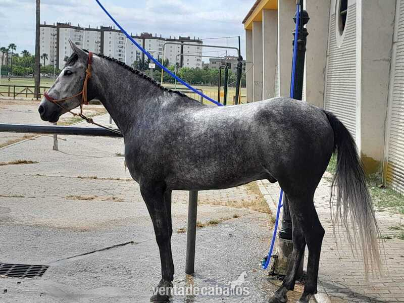 Hispano-Arabe {TYPE}